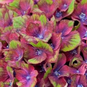 Hydrangea macrophylla 'Horwack' - Pistachio Hydrangea