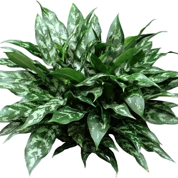 Chinese Evergreen - Aglaonema
