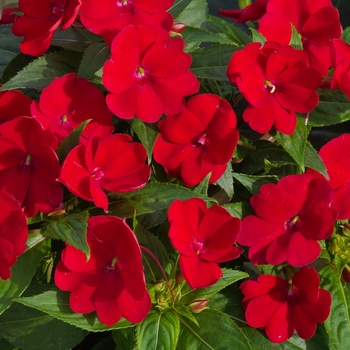 Impatiens 'Fire Red' - SunPatiens&reg; Compact 