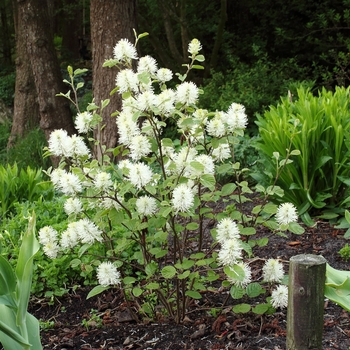 Fothergilla gardenii 'Mount Airy' - Mount Airy Fothergilla