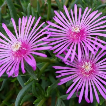 Lampranthus spectabilis - Trailing Ice Plant