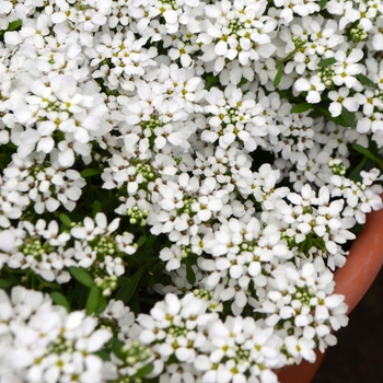 Iberis 'Summer Snow' - Candytuft