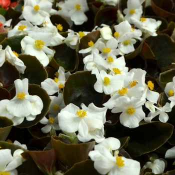Begonia semperflorens 'Varieties' - Super Olympia Green Leaf Begonia