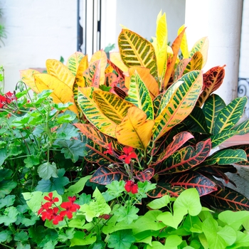 Codiaeum variegatum - Croton
