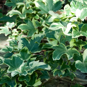Fatshedera lizei 'Angyo Star' - Tree Ivy