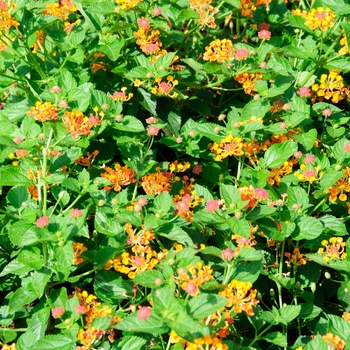 Lantana camara 'Marmalade' - Luscious ® Lantana
