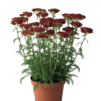 Achillea hybrida 'Desert Eve Red' - Yarrow