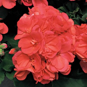 Pelargonium x hortorum 'Americana Coral' - Zonal Geranium
