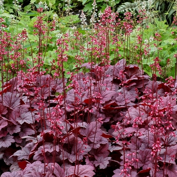 Heuchera 'Grape Soda' - Coral Bells 