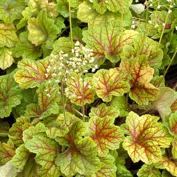 Heuchera 'Electra' - Electra Coral Bell