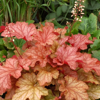 Heuchera 'Paprika' - Paprika Heuchera