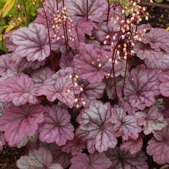 Heuchera 'Sugar Plum' - Coral Bells