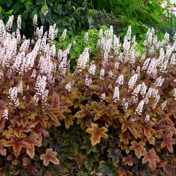 Heucherella 'Brass Lanterns' - Foamy Bells