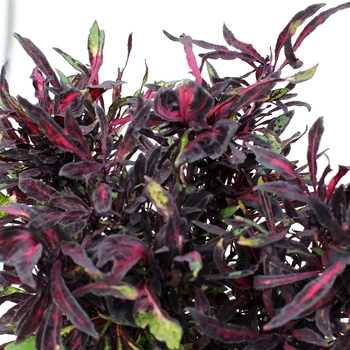 Coleus scutellarioides 'Black' - FANCY FEATHERS™ 