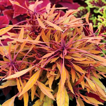 Coleus scutellarioides 'Copper' - FANCY FEATHERS™ 