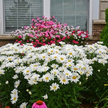 Leucanthemum 'Daisy May' - 'Daisy May' Shasta Daisy