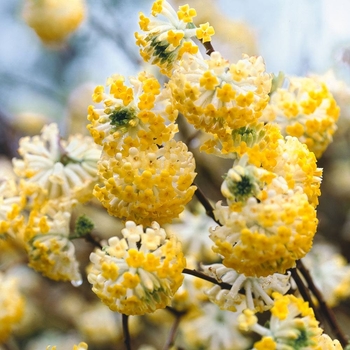 Edgeworthia chrysantha - Paperbush (Edgeworthia)