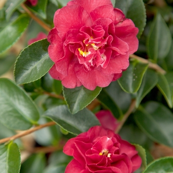 Camellia sasanqua - October Magic® Ruby™ Camellia