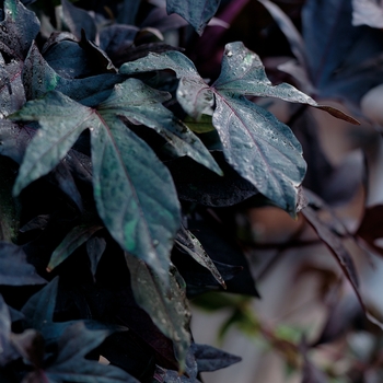 Ipomoea batatas 'Blackie' - Ornamental Sweet Potato
