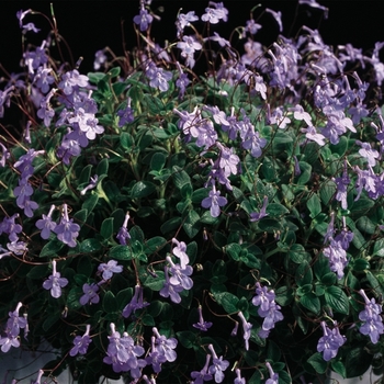  Streptocarpella saxorum 'Concord Blue' - Streptocarpella