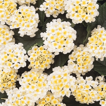 Lantana camara 'White' - Lucky™ Lantana