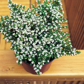 Cuphea hyssopifolia - False Heather