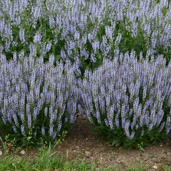 Salvia nemerosa 'Perfect Profusion' - Meadow Sage