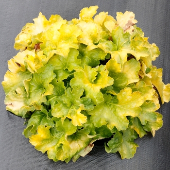 Heuchera 'Lemon Supreme' - Coral Bells
