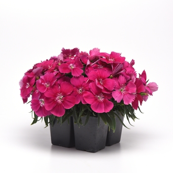 Dianthus chinensis 'Corona Rose' - Pinks