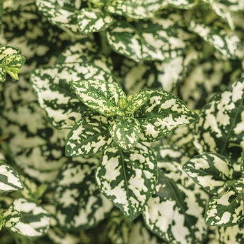 Hypoestes phyllostachya 'Hippo White' - Hippo™ Polka Dot Plant