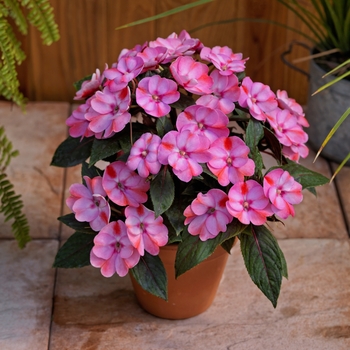 Impatiens 'Pink Candy' - SunPatiens&reg; Compact Impatiens