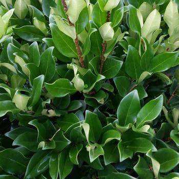 Ligustrum japonicus 'Recurvifolium' - Recurve Ligustrum