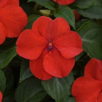 Impatiens walleriana 'Beacon Bright Red' - Impatiens Beacon™