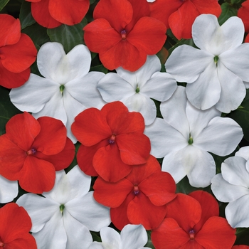 Impatiens walleriana 'Beacon Red and White Mix' - Impatiens Beacon™