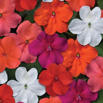 Impatiens walleriana 'Beacon Select Mix' - Impatiens Beacon™