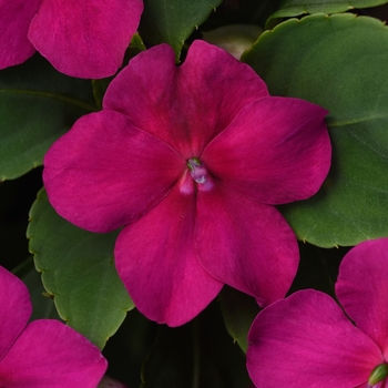 Impatiens walleriana 'Beacon Violet Shades' - Impatiens Beacon™