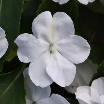 Impatiens walleriana 'Beacon White' - Impatiens Beacon™