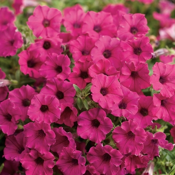 Petunia hybrid - Petunia