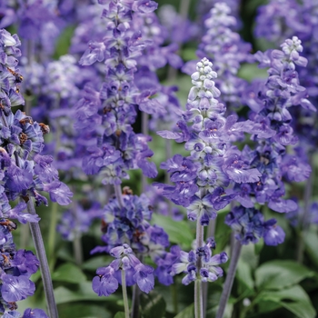 Salvia farinacea - Unplugged™ So Blue™