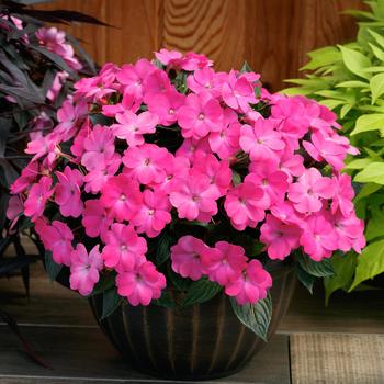 Impatiens x hybrida - SunPatiens&reg; Compact Hot Pink