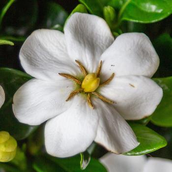 Gardenia x - Diamond Spire&reg; Gardenia