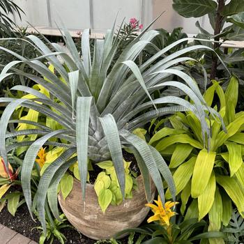 Aechmea fasciata - Urn Plant